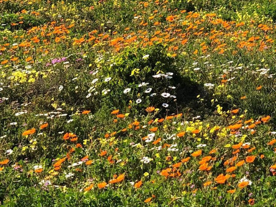 Pearl Haven, Coastal Comfort Just Steps From The Shore! * Yzerfontein